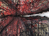 Disfregiativi 2